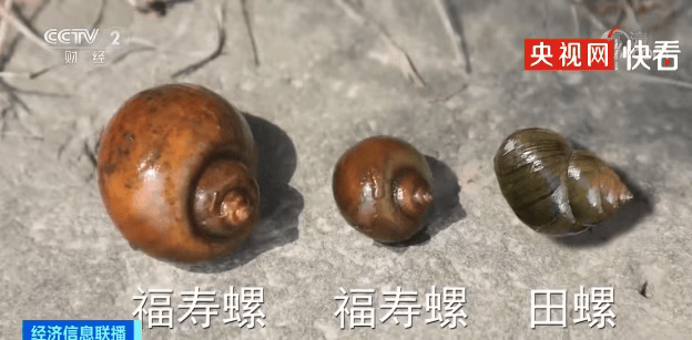 别吃，寄生虫多达上千条！武汉公园连夜清出130多斤