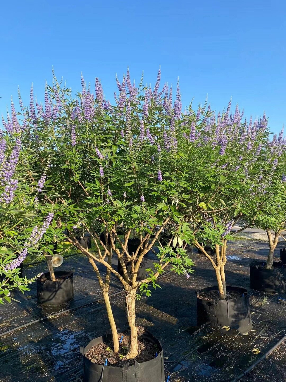 ViteX(Vite修改访问代理路径)