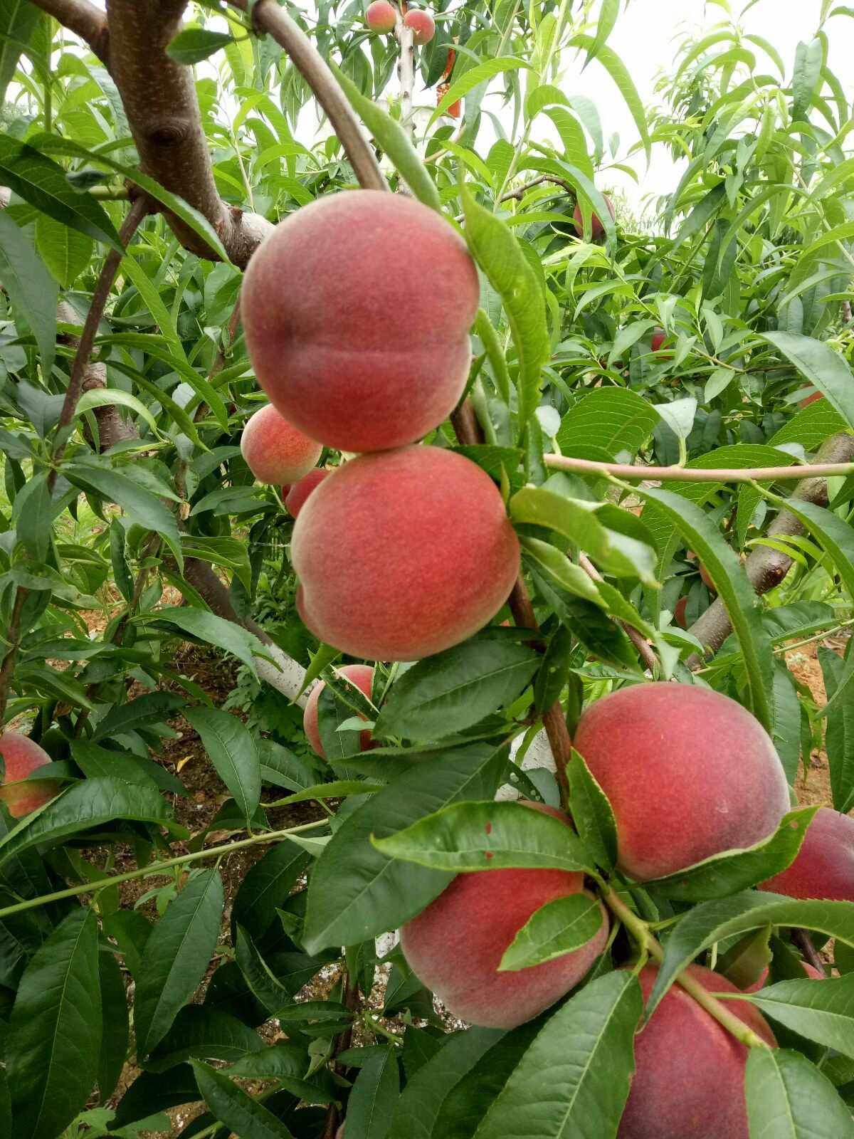 桃子(桃子的功效与作用)