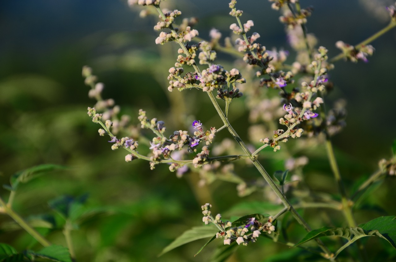 ViteX(Vite项目indexhtml中添加公共路径)
