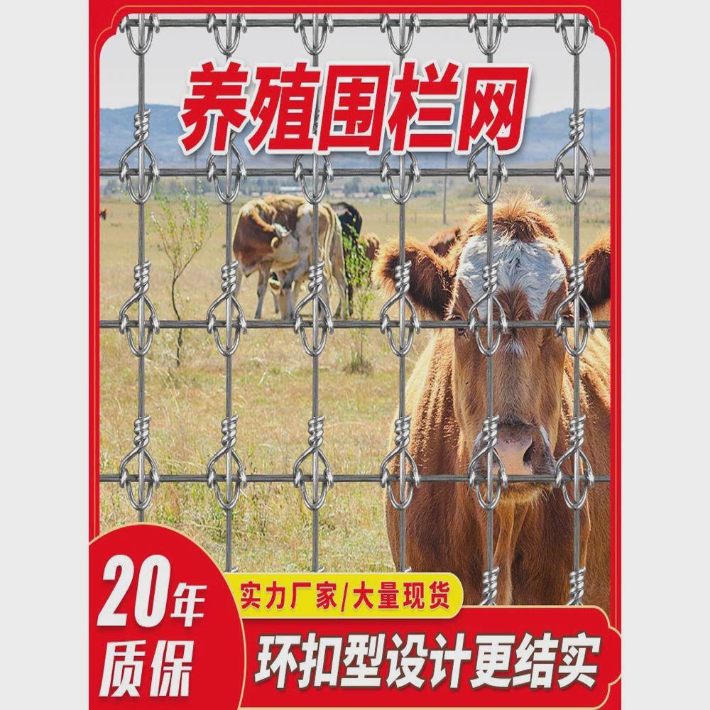 鹿网(梅花鹿网官网)